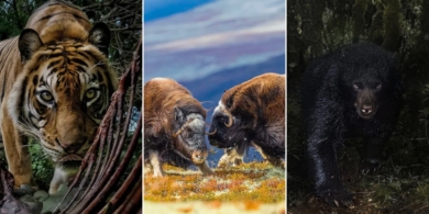 16 красивых кадров дикой природы с фотопремии Environmental Photography Award 2025