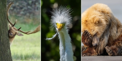 Неловкие животные: 15 забавных фото с Comedy Wildlife Awards, которые раньше не публиковались